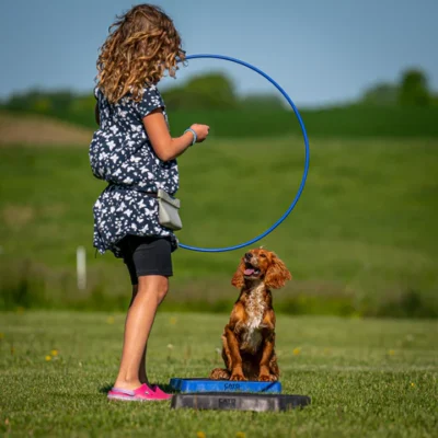 Cato Hundetræningsplatform - Image 2